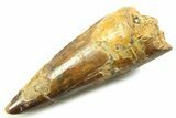 Fossil Spinosaurus Tooth - Feeding Worn Tooth #357769-1